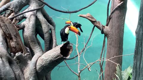 Toucan Birds Exotic Colorful Animal Wildlife Wild