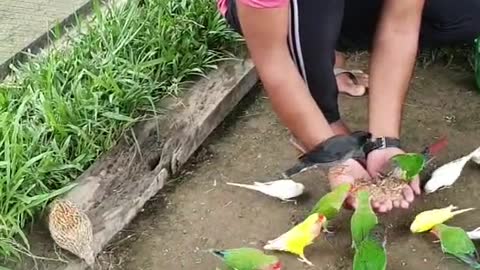 All birds eat my hand that's amazing moments