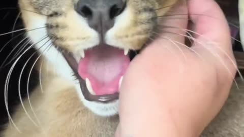 He takes after his father Big cat 😍 |Funny animal videos| try not to laugh