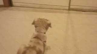 Aussie puppy barks at mirror reflection