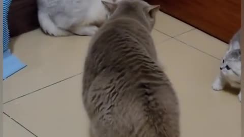 Cute cat fight in home insaid .