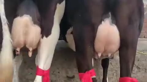 Beautiful Cows