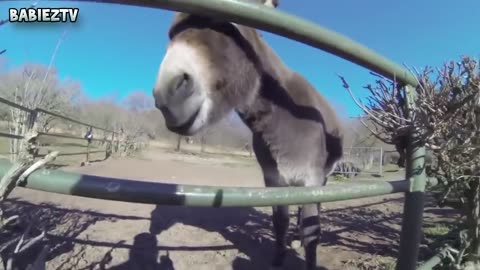 0:00 / 7:52 Les bébés drôles au zoo - Les enfants au zoo Nouvelle compilation