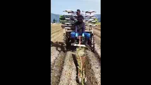 Rice farming technology planting proces