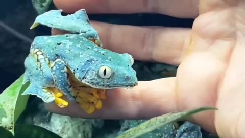 "Cruziohyla Craspedopus: The Exquisite Tree Frog of the Amazon Rainforest"