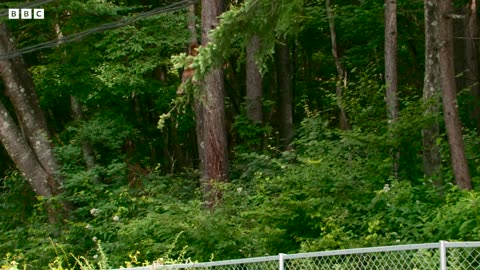 Monkeys Break Into Farm | Japan: Earth's Enchanted Islands | BBC Earth