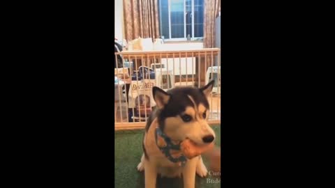 Husky puppy goes crazy trying to chase