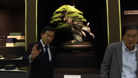 The $350,000 Bonsai tree