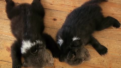 The old man saved two young bears who had lost their mother