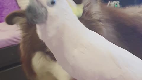 Casper the Cockatoo Barks at Bailey the Alaskan Malamute