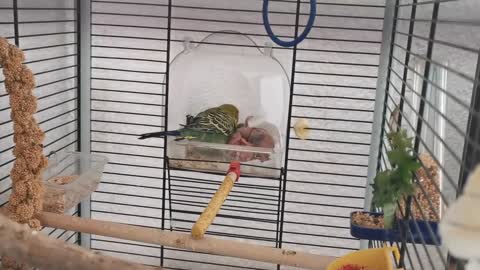 Watch 5 baby budgies growing day by day3