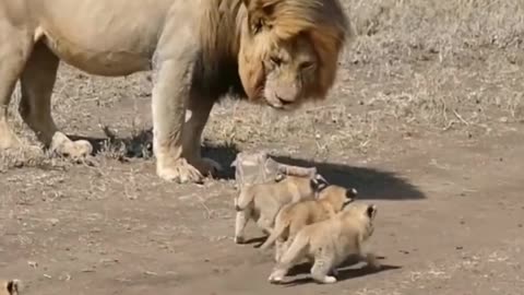 Lion cubs first time meeting with father 🥹(one of the best moments for them) 😜