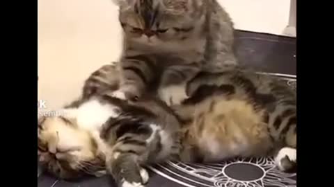 Cats playing funny