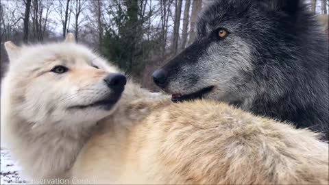 Wolves Have Annoying Little Brothers Too