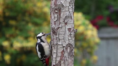 Woodpecker pecking a tree