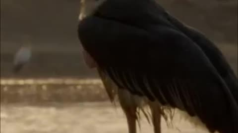 This Bird Uses Fire To Hunt