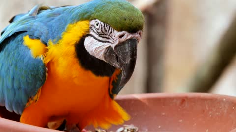 parrot feeding 7