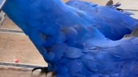 Amazing_parrot_talking_video_🦜_🦜_Amazing_birds_parrot_funny,_Blue_macao_parrot_video_#200#Shorts