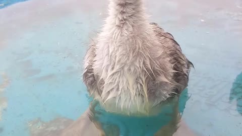 Baby Goose rocking her shimmy dance moves!