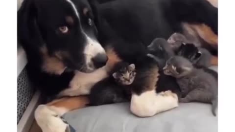 Dogs and Cats Bring Joy in this Rumble Video.