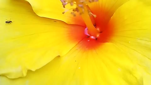 Yellow red hibiscus flowers video.