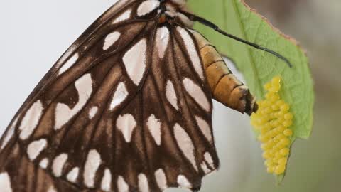 See how the butterfly lays eggs