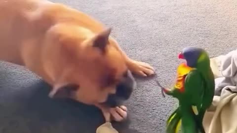 Ninja Bird vs Dog