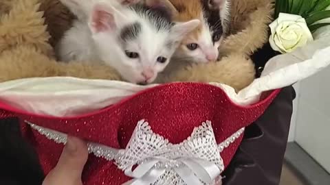 Coming Home to an Adorable Bouquet of Kittens