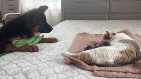 German Shepherd Puppy Meets Mom Cat with Newborn Kittens for the First Time