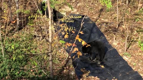 Three bear Cubs playing around in the yard