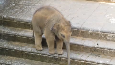 Elefantenbaby geht baden im Zoo Hannover