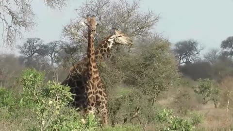 Giraffe bull has intense battle with fellow giraffe