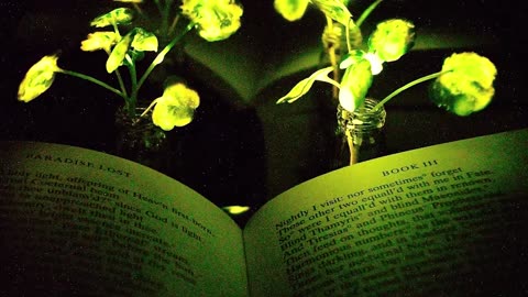 Light-Emitting Plants that Can be Charged by a LED Lamp - Science News