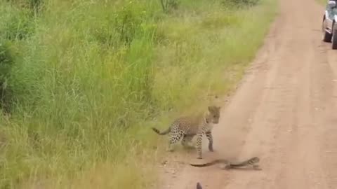 Leopard attack on lizard