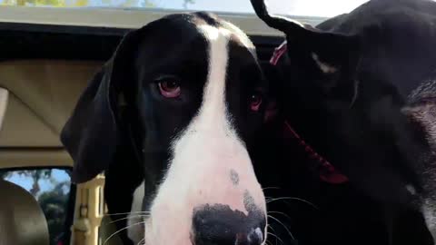 Hungry doggies enjoy tasty whipped cream treats