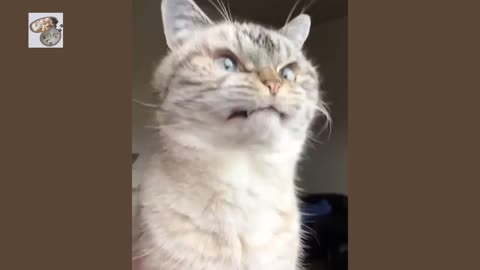 Angry cats videos compilation - try not to laugh video - TheAnimalClub