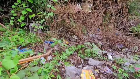 Homeless kittens crying out load for mother cat