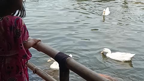 Feeding fish and ducks