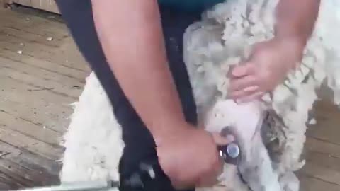 NEVER THOUGHT SHEEP SHEERING WAS THIS SATISFYING