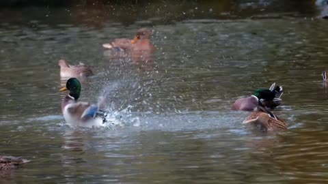 Duck fun in water in slow motion