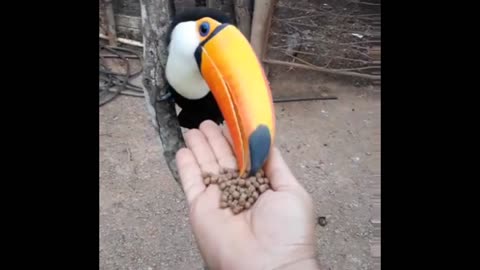 toucan feeds by hand