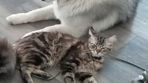 A cat and a husky are best pals