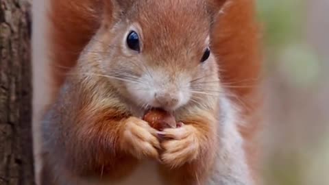 Cute squirrel 🐿️ eating 🍒🍒