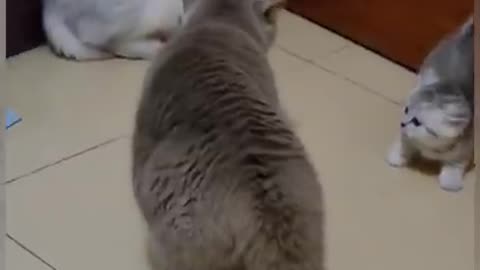 Funny cat Videos