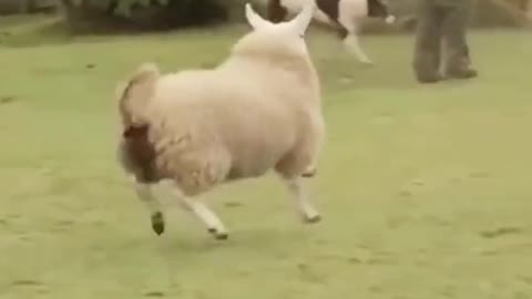 Pied Sheep