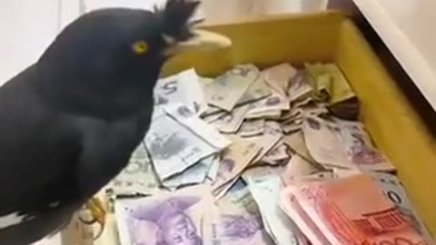 MoneyBird