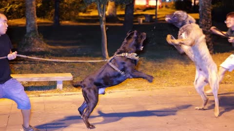 Presa Canario vs Kangal shepered Dog