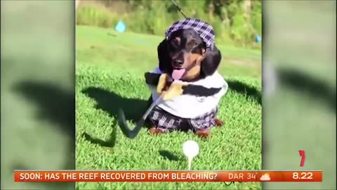 Crusoe the Celebrity Dachshund - Wiener Dog Extraordinaire!