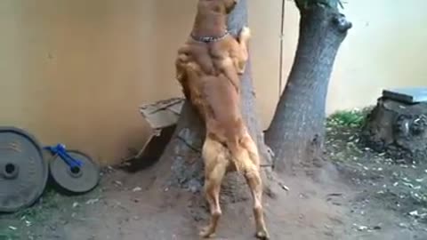 Great Bodybuilder dog