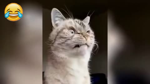 Best Funny Animal Video